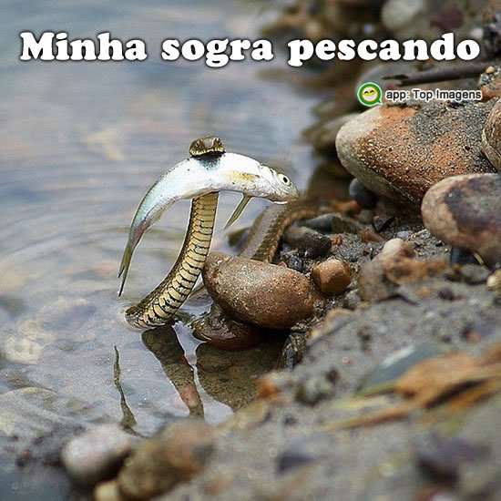 Sogrinha pescando