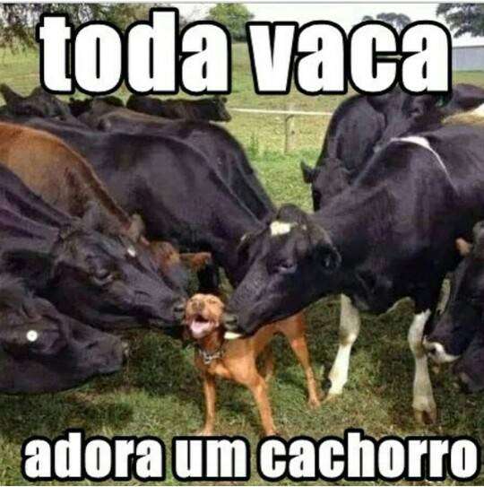 Toda vaca adora um cachorro