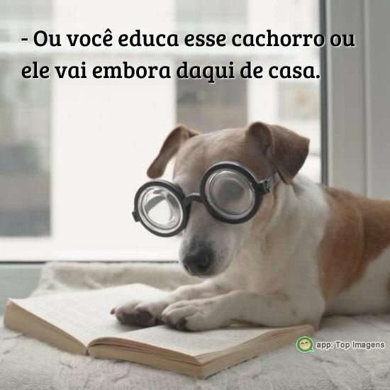 Educando ocachorro