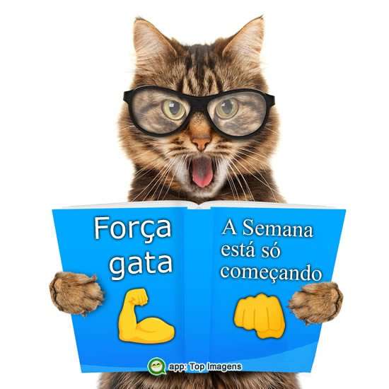 Força gata