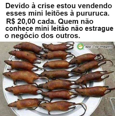 Vendo mini leitões