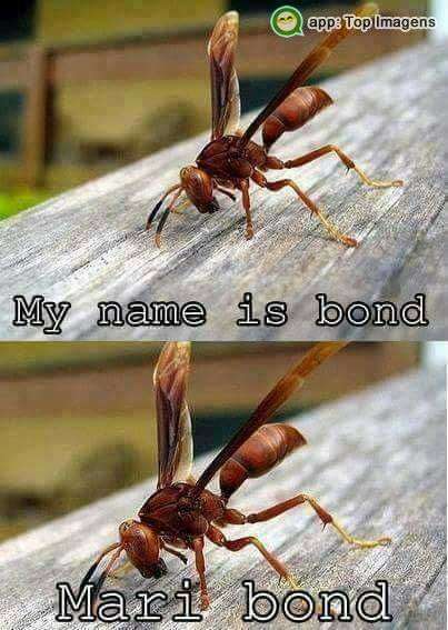 Meu nome é bond