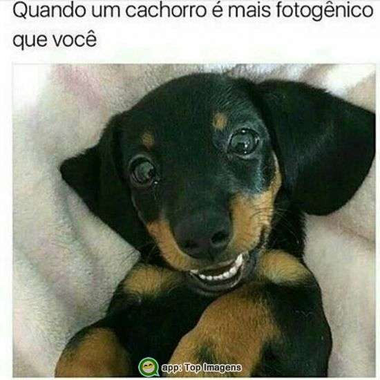 Cachorro fotogênico