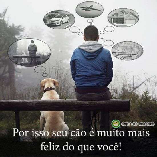 Cão feliz