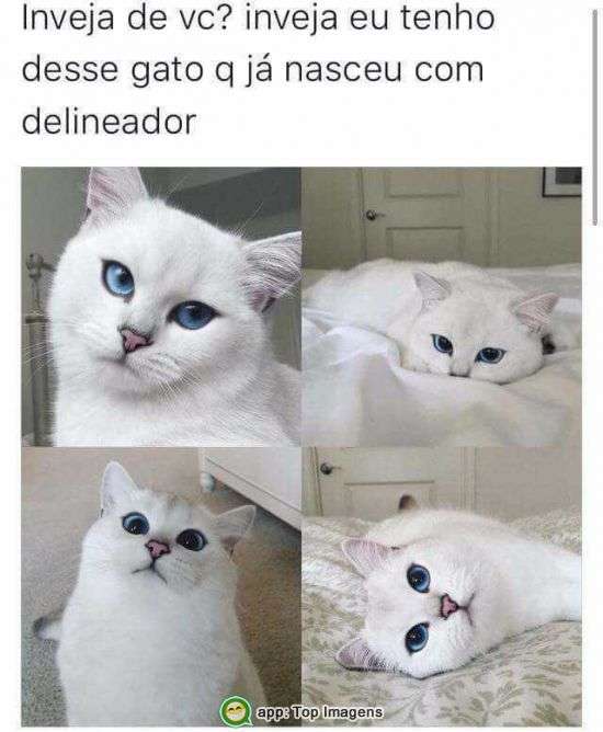 Inveja desse gato