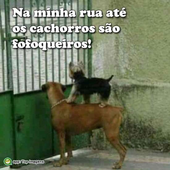 Cachorros fofoqueiros