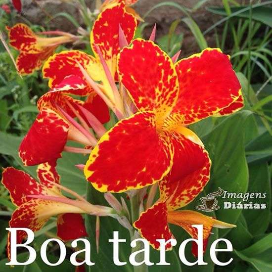 Boa tarde