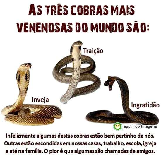 Cobras mais venenosas