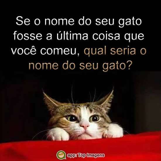 Nome do gato