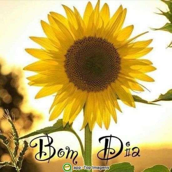 Bom dia