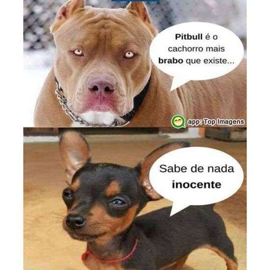 Cachorro mais bravo