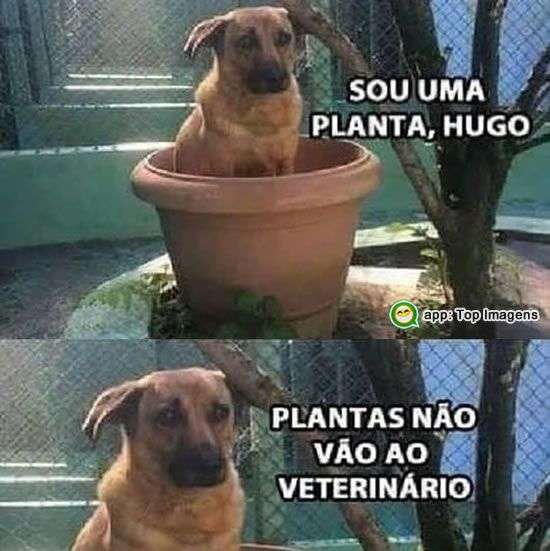 Cachorro planta