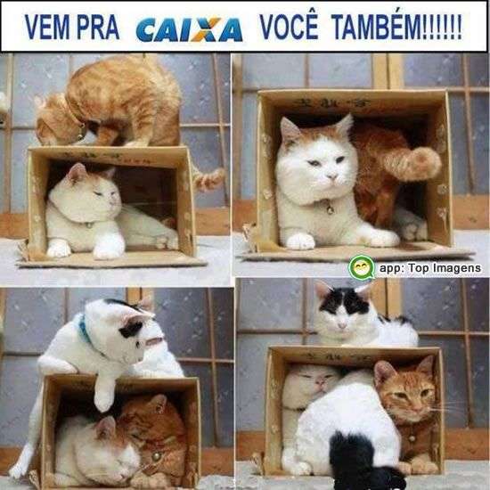 Vem pra caixa
