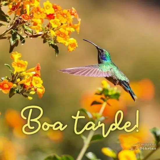 Boa tarde - Top Imagem - 19615 Boa tarde - Top Imagem - 19615